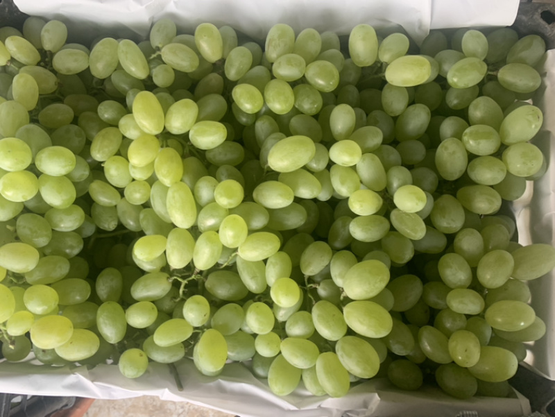 河北冷棚，露天维多利亚葡萄大量上市，超市，市场，电商对接
