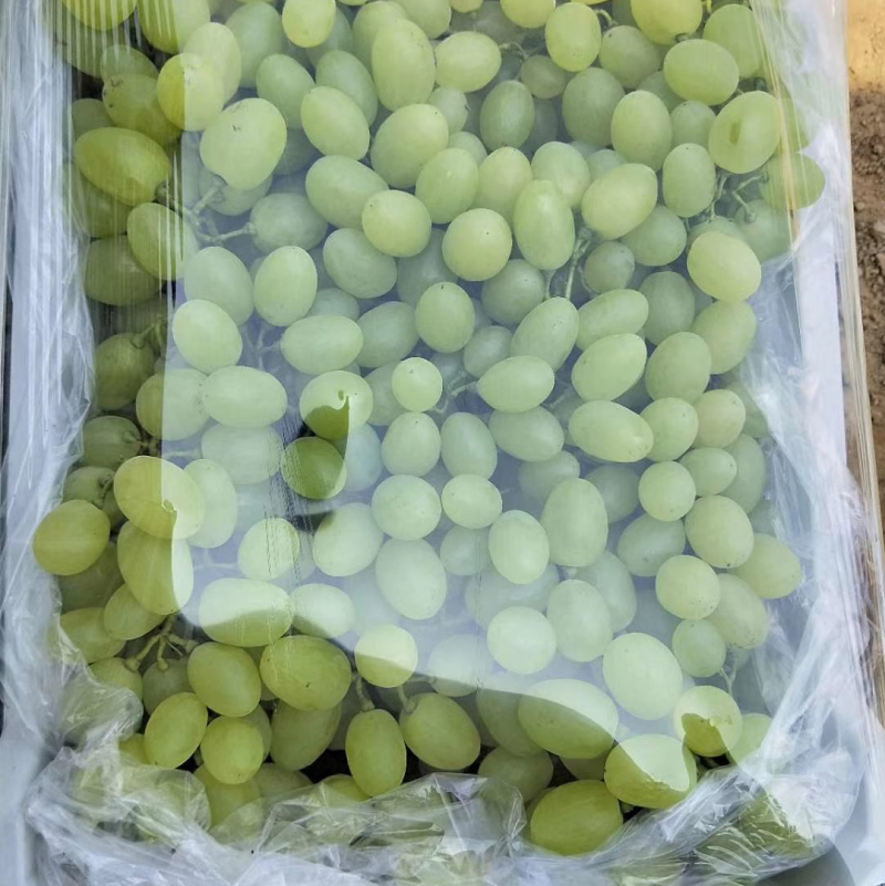 河北冷棚，露天维多利亚葡萄大量上市，超市，市场，电商对接