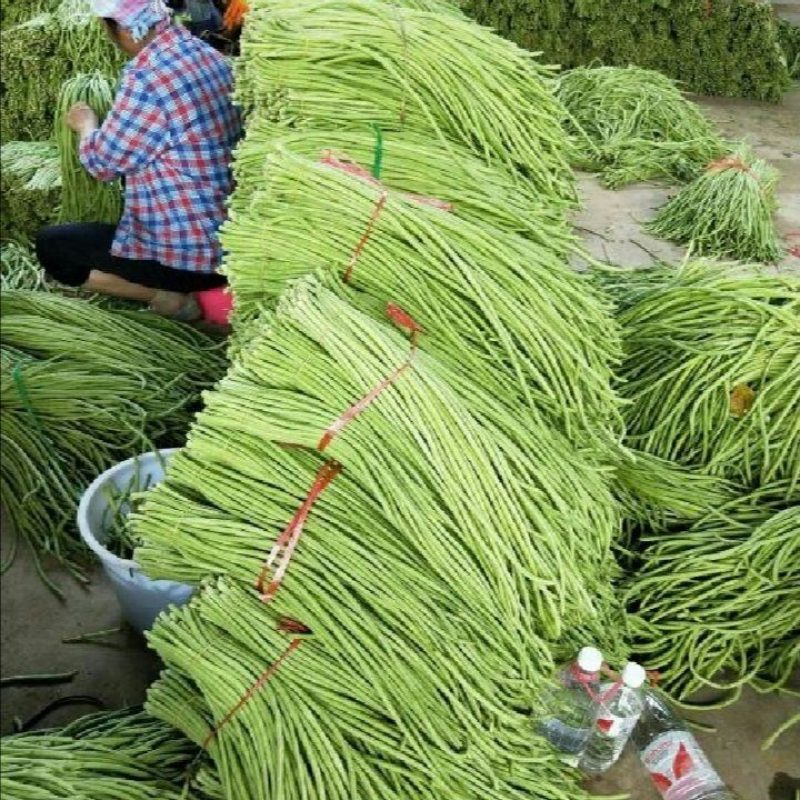 长豆角。适合加工或者餐馆