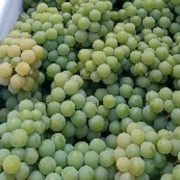 水晶葡萄大量供应中，欢迎电商社区团购平台前来对接
