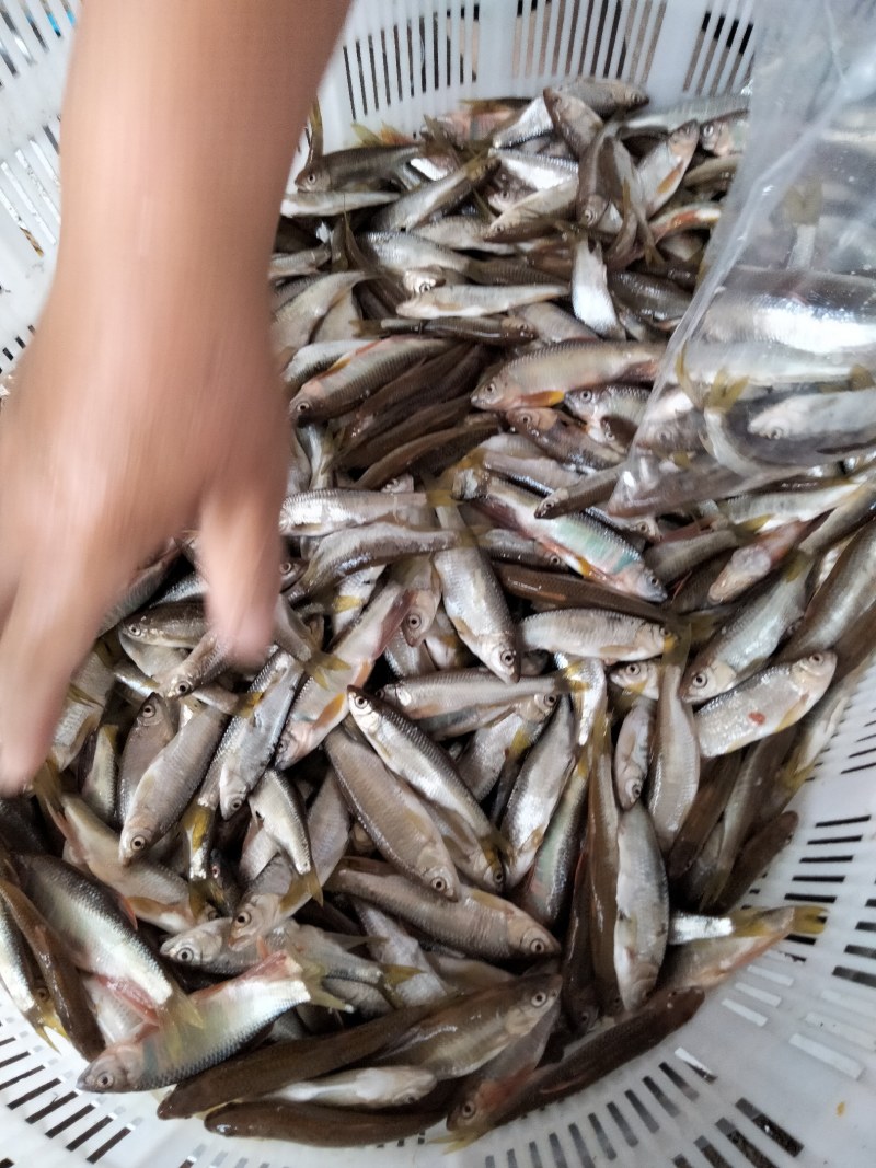 桃花白鱼小白鱼大嘴马口鱼