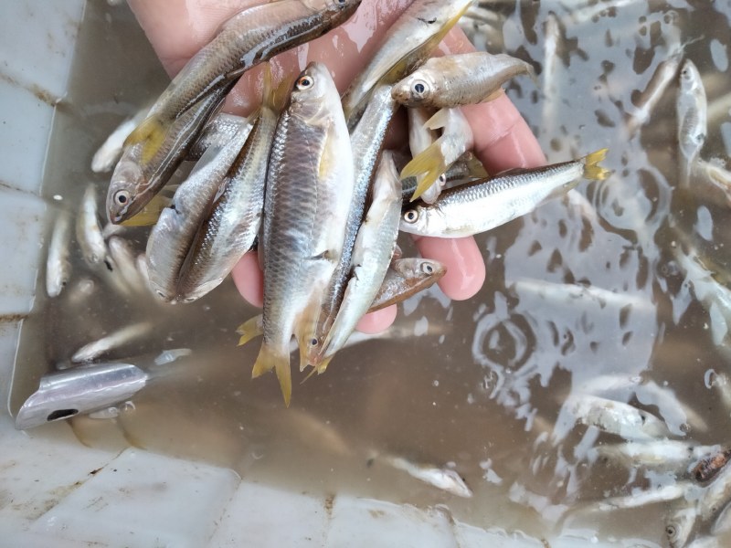 桃花白鱼小白鱼大嘴马口鱼