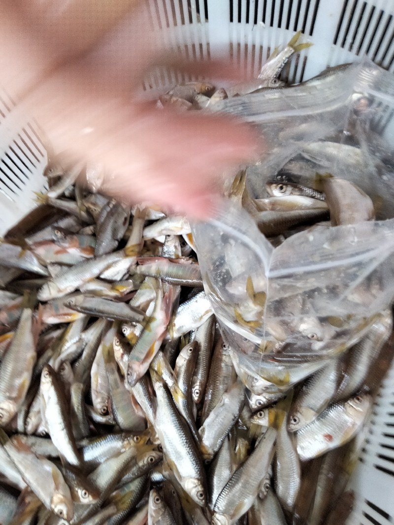 桃花白鱼小白鱼大嘴马口鱼