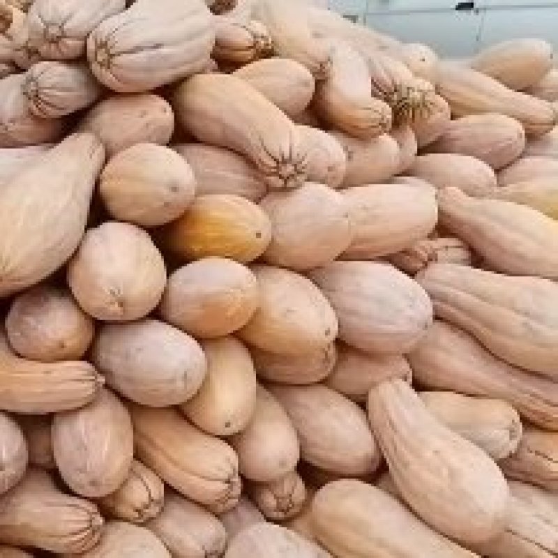 湖北基地出售精品南瓜，欢迎新老客户，前来定购