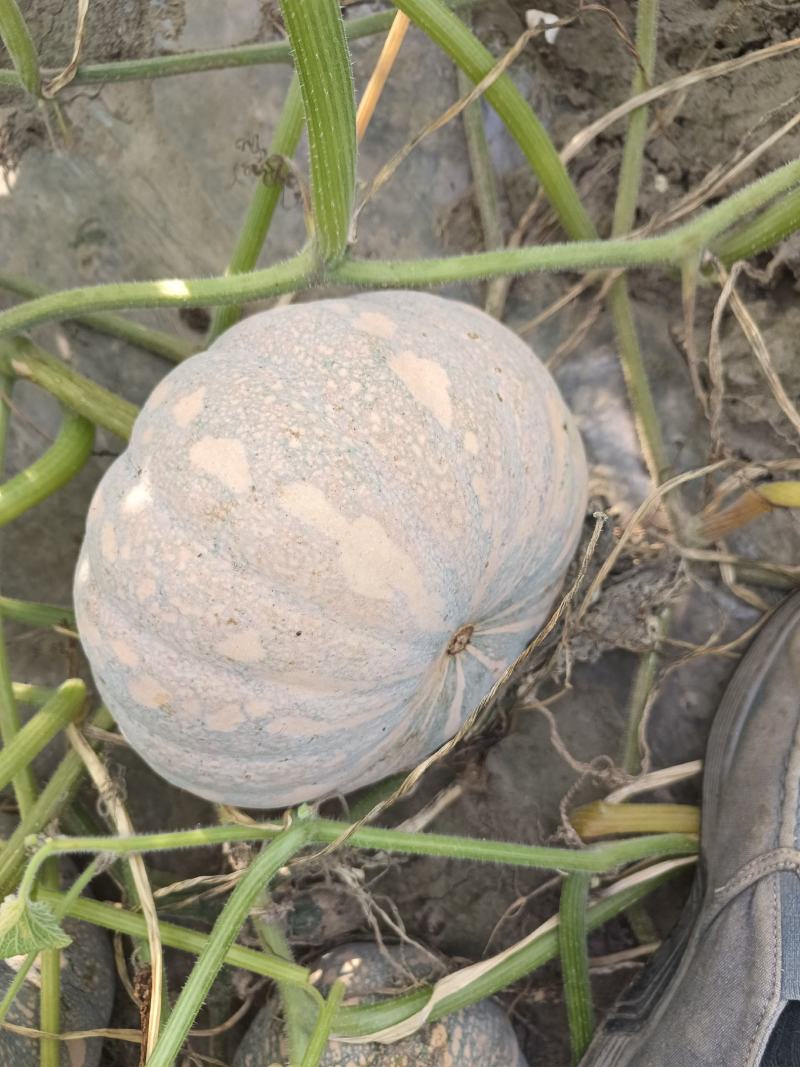 湖北基地出售精品南瓜，欢迎新老客户，前来定购