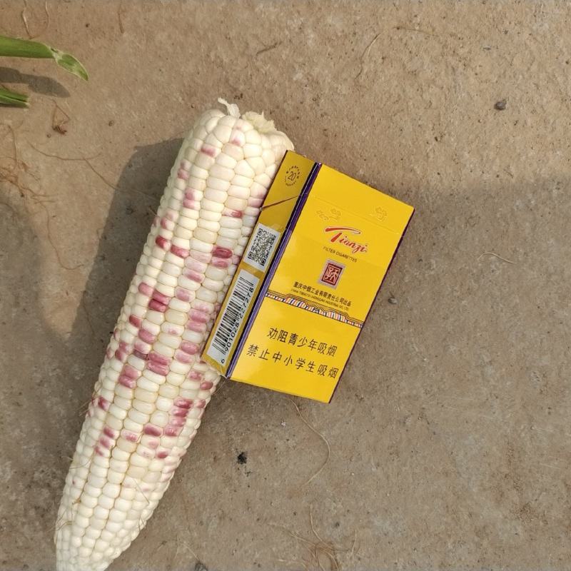 基地彩甜糯玉米