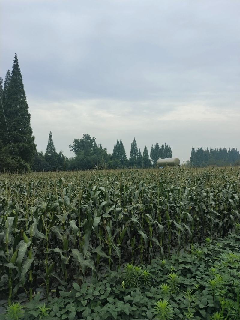 基地彩甜糯玉米
