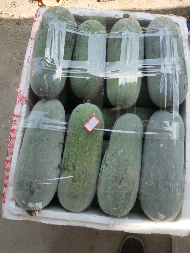 迷你小冬瓜