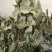 淫羊藿