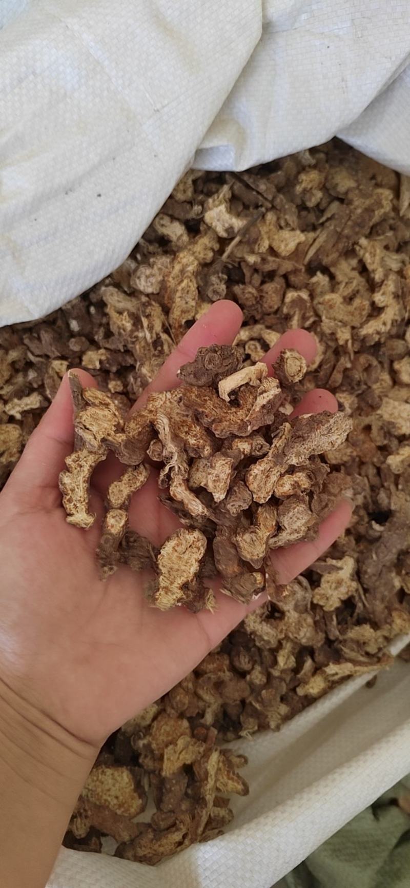 内蒙苍术，自产自销，气味大，含量足丹丹中药批发
