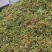 花椒新货臭椒青皮；又名狮子头，开口好.麻味清香打粉专用