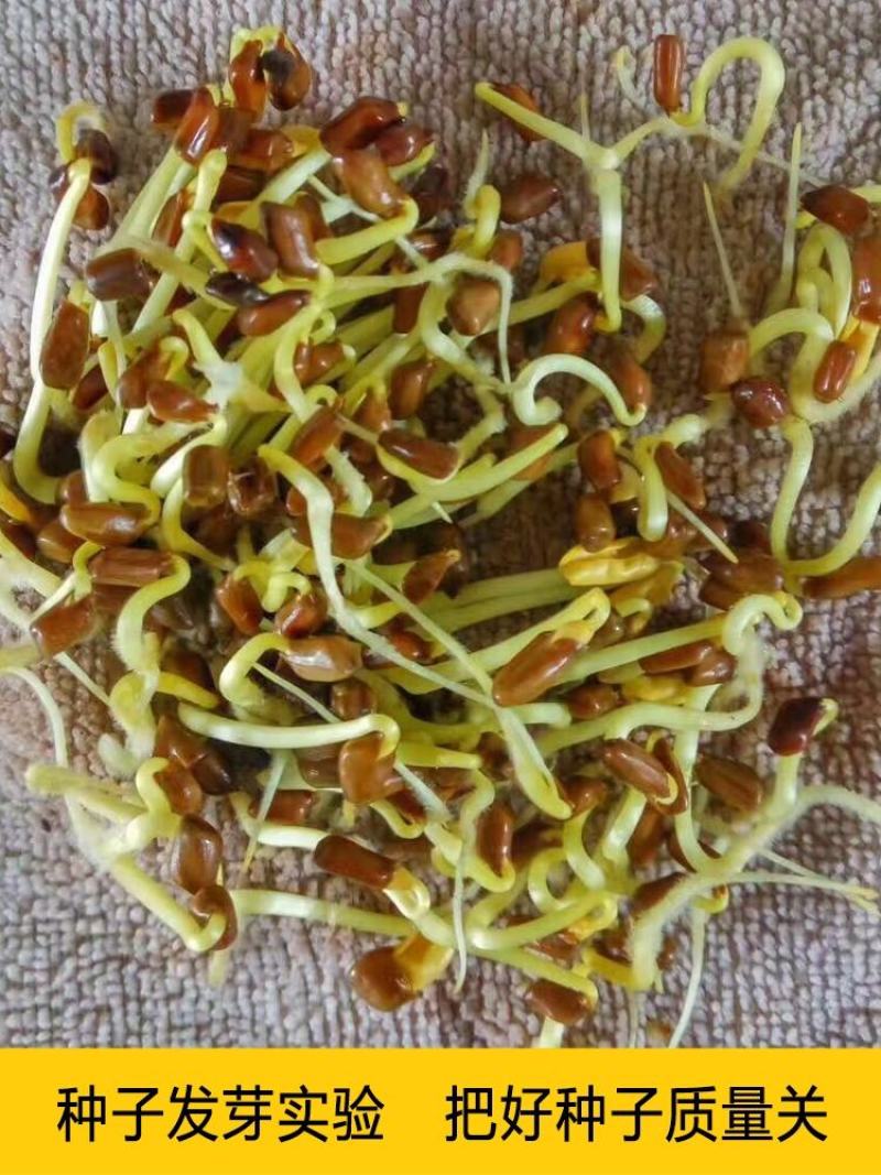 决明子种子草决明发芽率高好种好管理提供技术中药材
