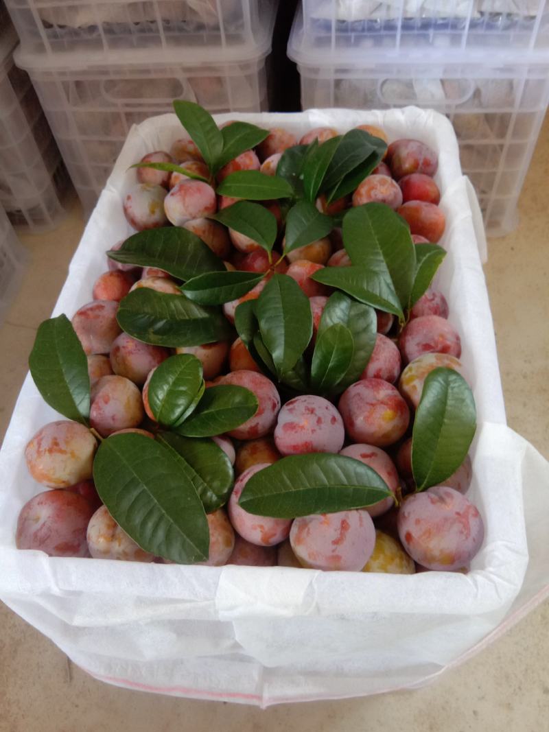 专业代办芙蓉李