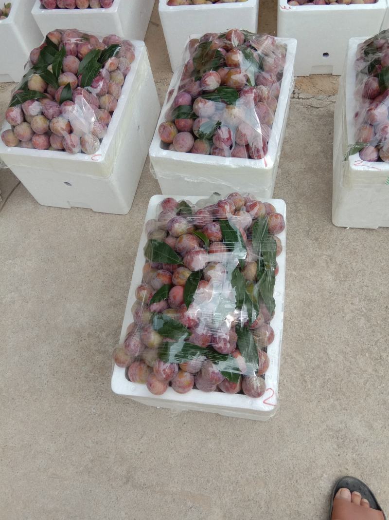专业代办芙蓉李