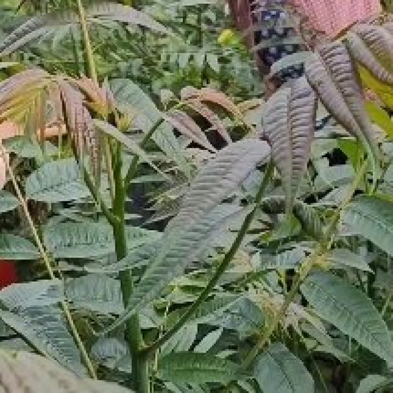 椿树苗