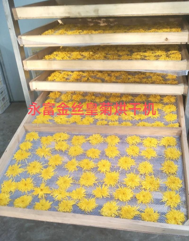 菊花烘干机，金丝皇菊烘干机，贡菊烘干机，