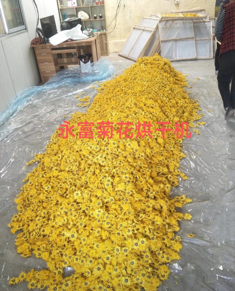 菊花烘干机，金丝皇菊烘干机，贡菊烘干机，