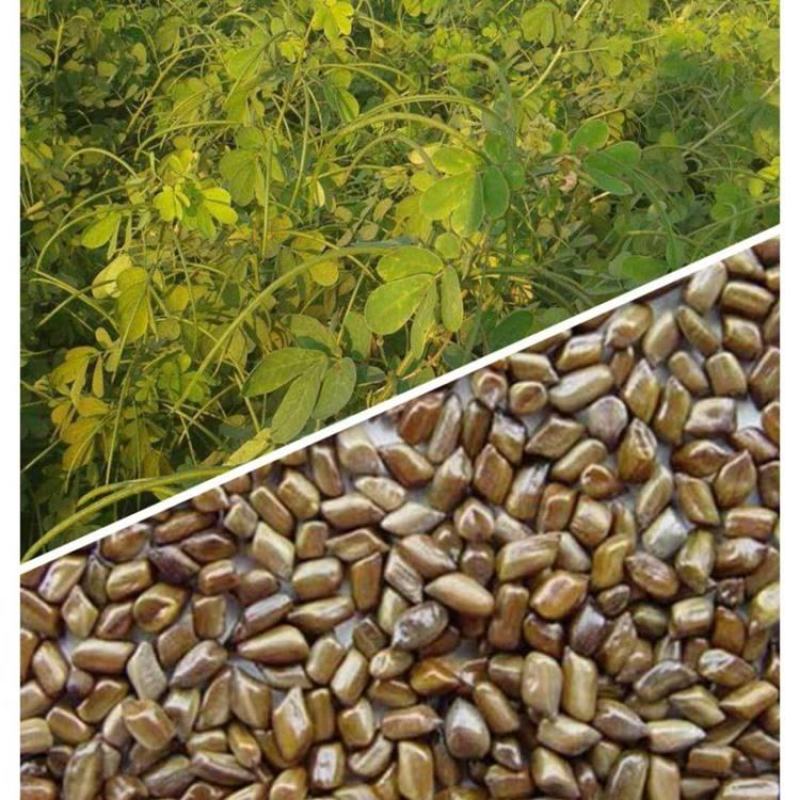决明子茶炒熟决明子熟制可做枕芯儿童沙池
