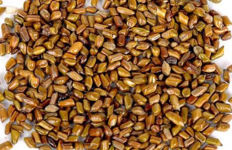 决明子茶炒熟决明子熟制可做枕芯儿童沙池