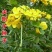 决明子茶炒熟决明子熟制可做枕芯儿童沙池