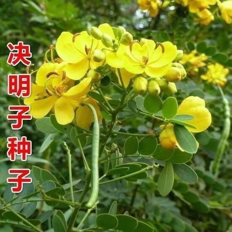 决明子茶炒熟决明子熟制可做枕芯儿童沙池