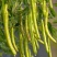 决明子茶炒熟决明子熟制可做枕芯儿童沙池