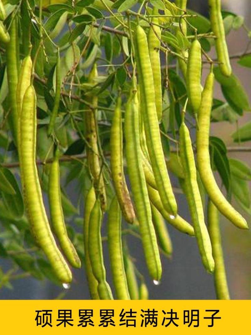 决明子茶炒熟决明子熟制可做枕芯儿童沙池