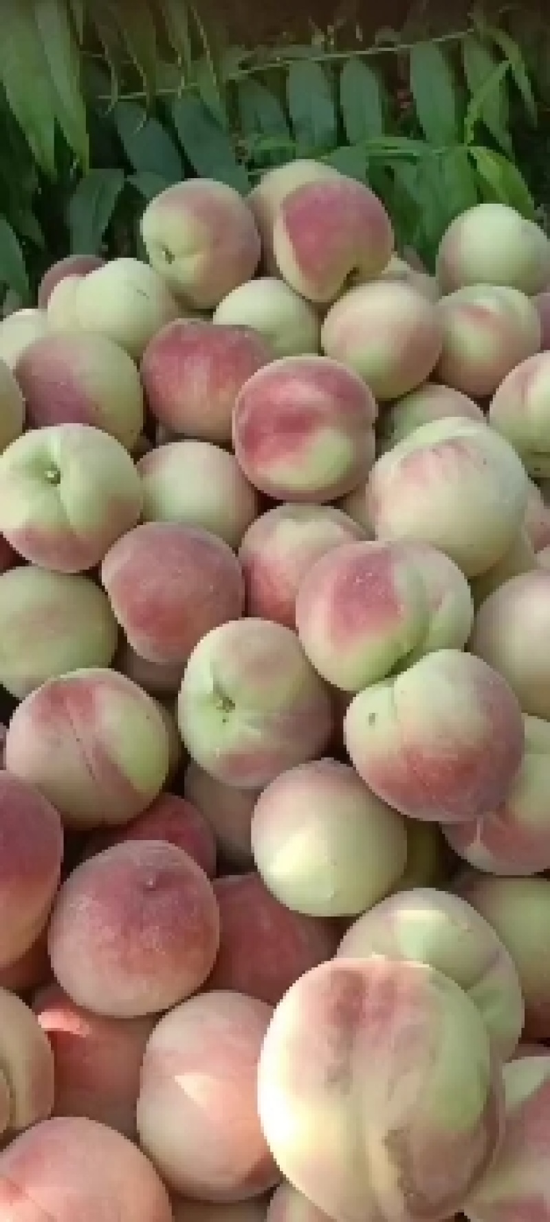 突围桃，套袋的，不套袋的，各种毛桃，黄，红，盘桃，油桃大