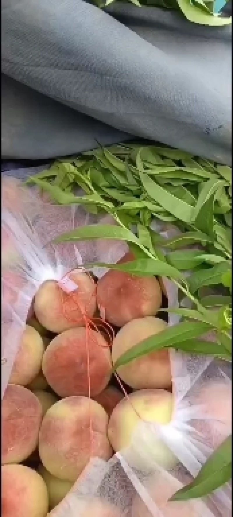 突围桃，套袋的，不套袋的，各种毛桃，黄，红，盘桃，油桃大
