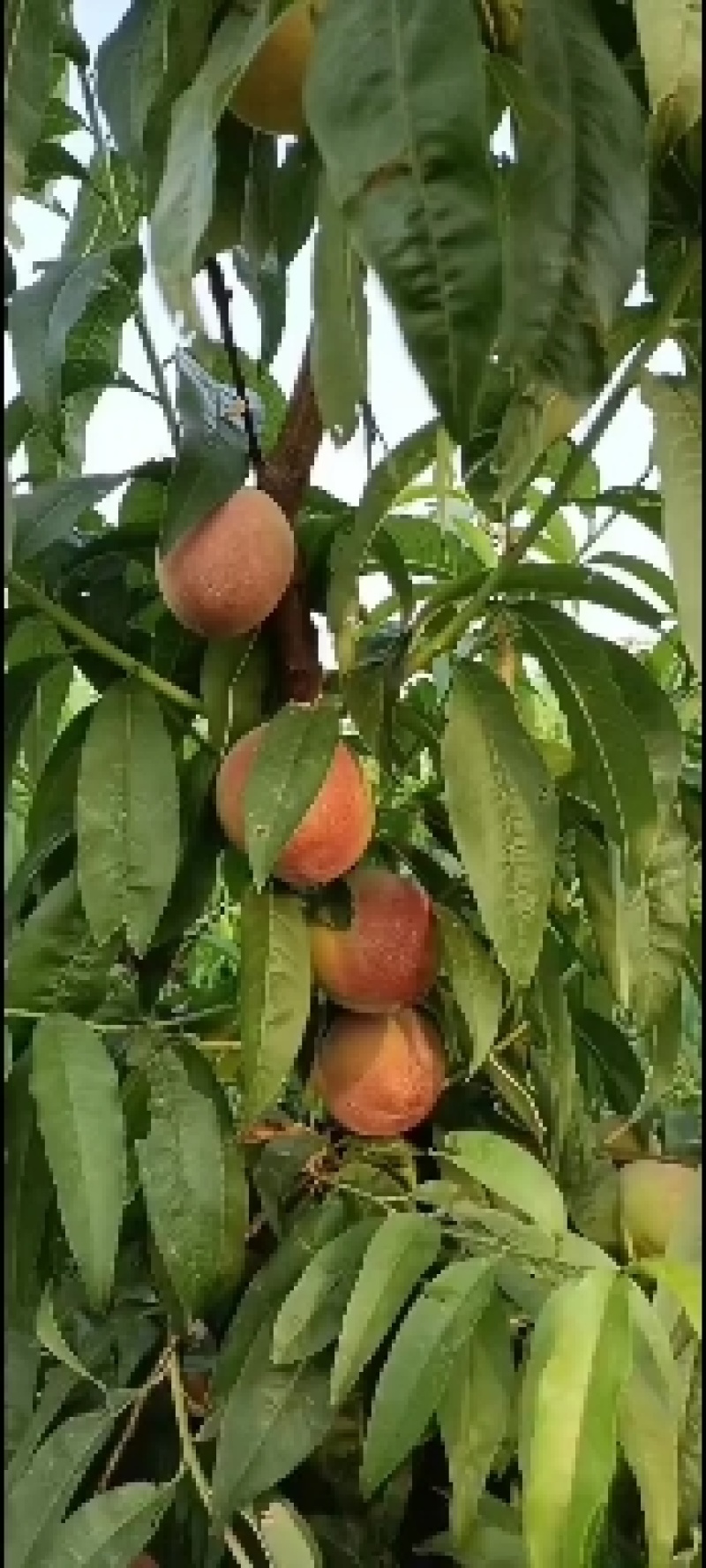 突围桃，套袋的，不套袋的，各种毛桃，黄，红，盘桃，油桃大