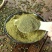 花椒粉麻椒特麻四川青花椒粉特香特麻花椒面厨房火锅麻辣烫调