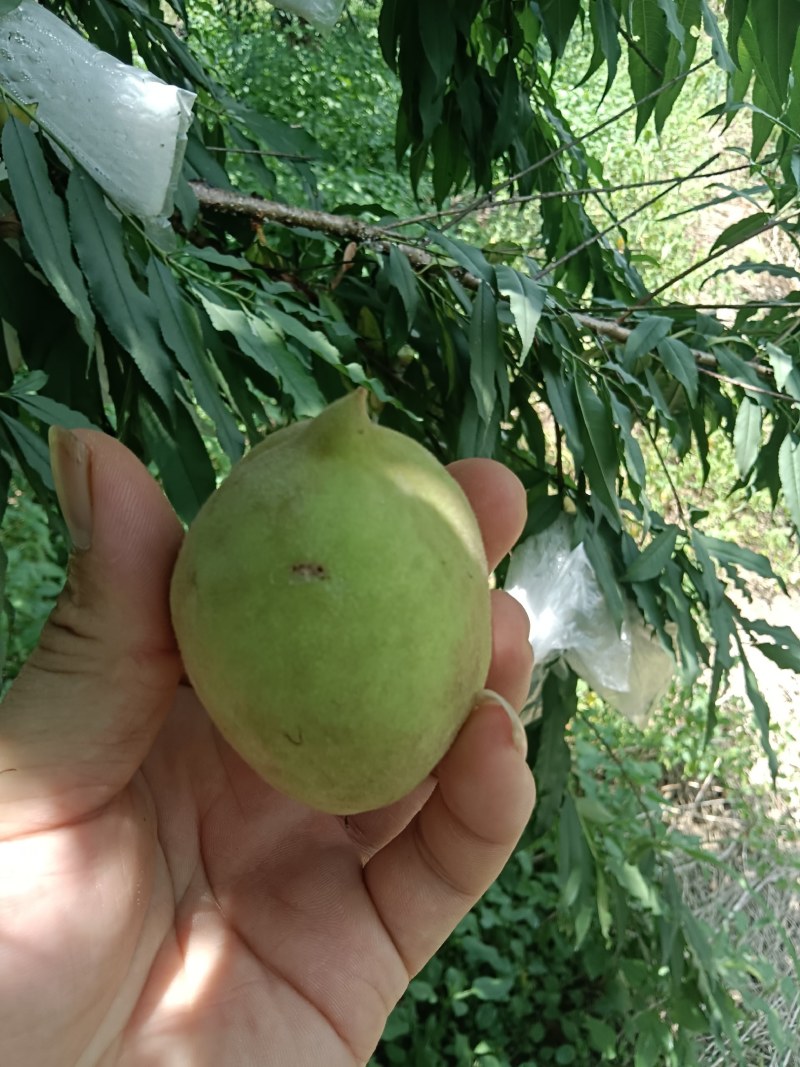 又甜又脆的鹰嘴头