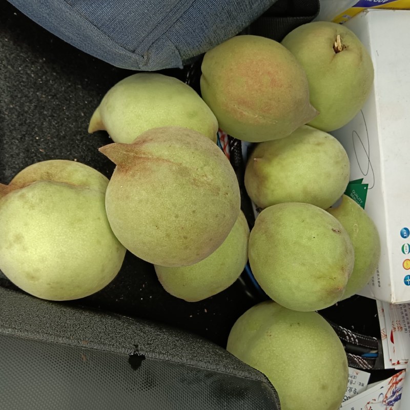 又甜又脆的鹰嘴头