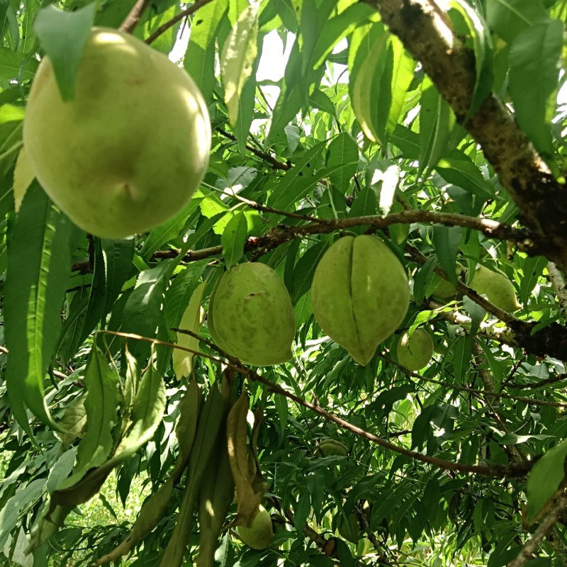 又甜又脆的鹰嘴头