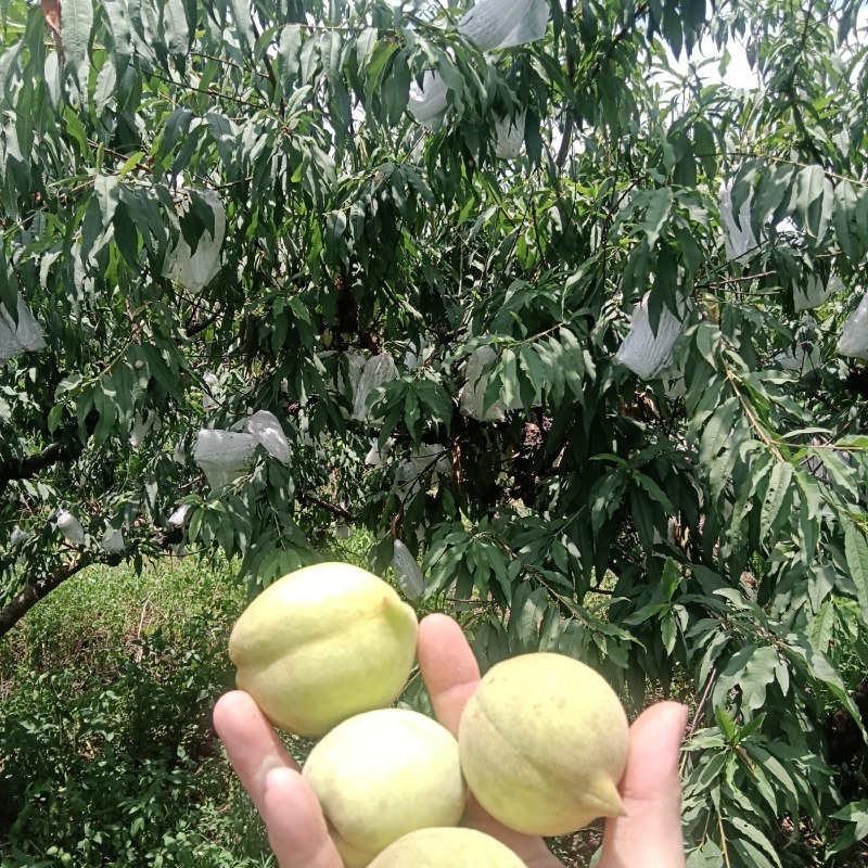 又甜又脆的鹰嘴头