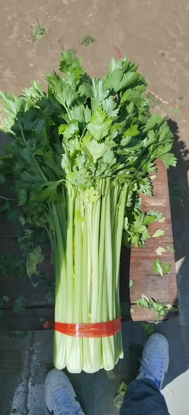 《高原夏菜》