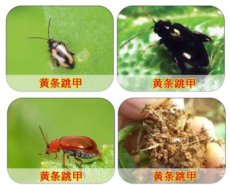 穿跳甲哒螨灵噻虫胺小白菜上海青菜跳甲虫叶甲专用农药杀虫剂