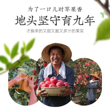 山东红富士苹果。产地直销。电商。市场专用苹果。全国发货。
