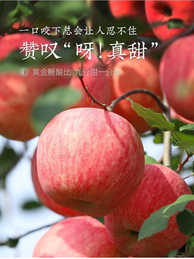 山东冷库苹果。红富士口感好吃。价格实惠。放心货源品质上乘