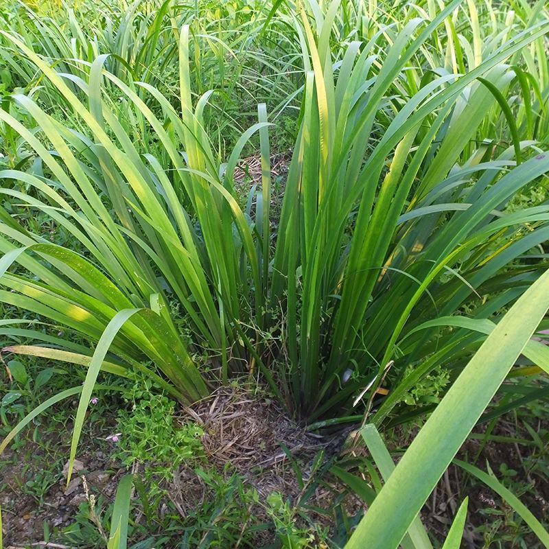 贵州新鲜茴香菖蒲三奈山奈山赖五香草火锅配去腥香料鸡香