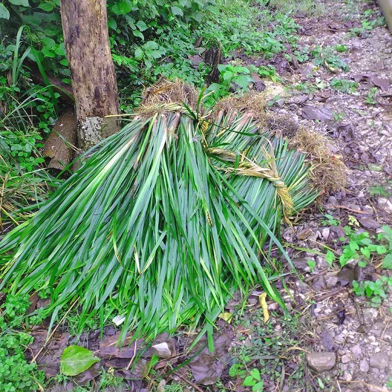 贵州新鲜茴香菖蒲三奈山奈山赖五香草火锅配去腥香料鸡香