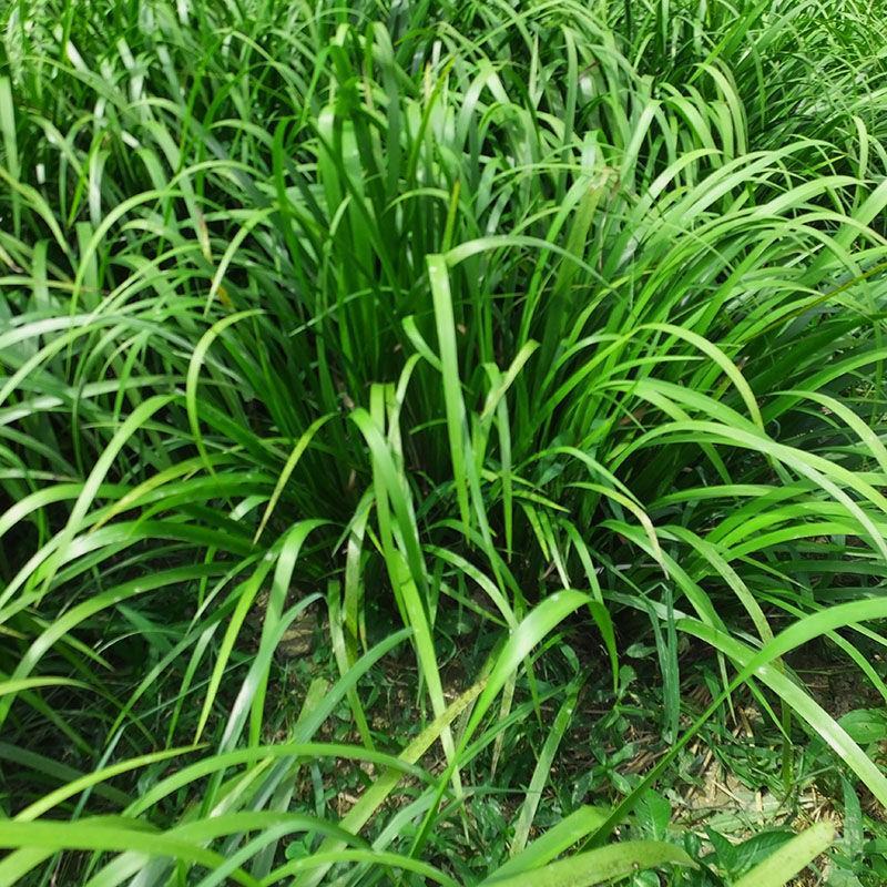 贵州新鲜茴香菖蒲三奈山奈山赖五香草火锅配去腥香料鸡香