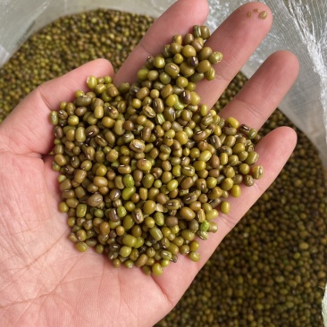 大量出售商超绿豆，质优价廉