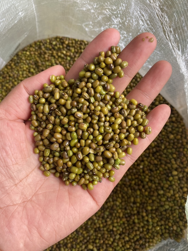 大量出售商超绿豆，质优价廉