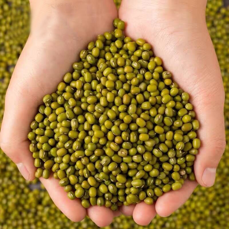 大量出售商超绿豆，质优价廉