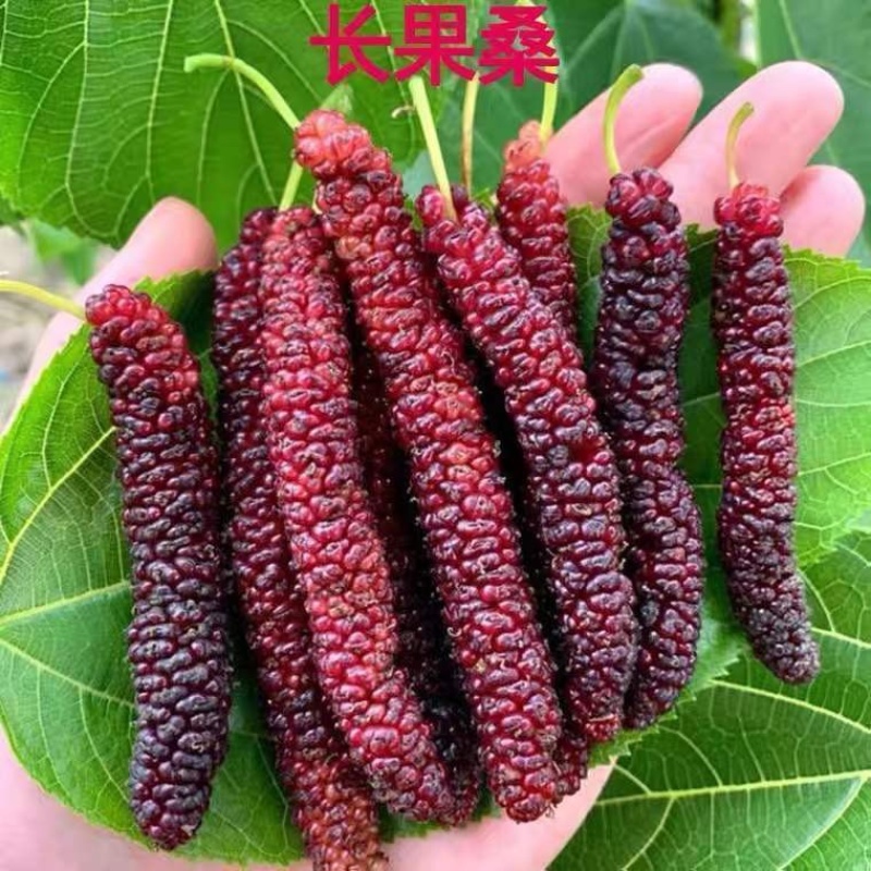 新品推荐嫁接金果桑树苗台湾长果桑苗四季大果桑树苗可盆栽