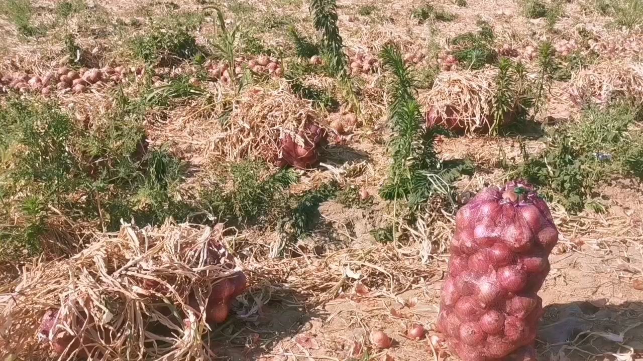 焦作红皮洋葱田间成熟景象 焦作红皮洋葱田间成熟景象