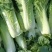 内蒙古乌兰察布秋绿60白菜，货源充足，保质保量