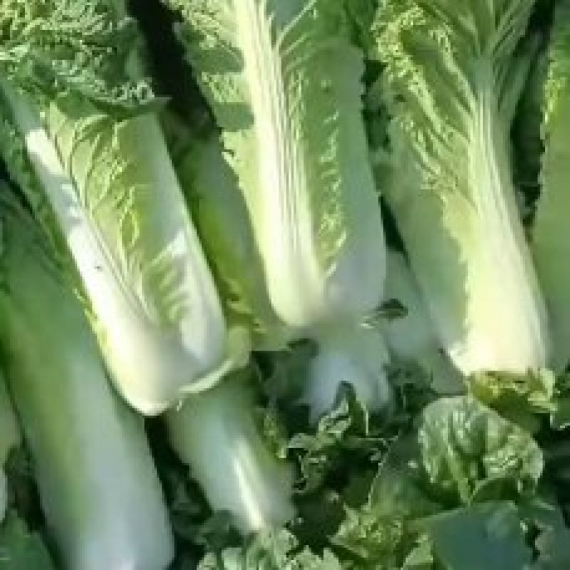 内蒙古乌兰察布秋绿60白菜，货源充足，保质保量