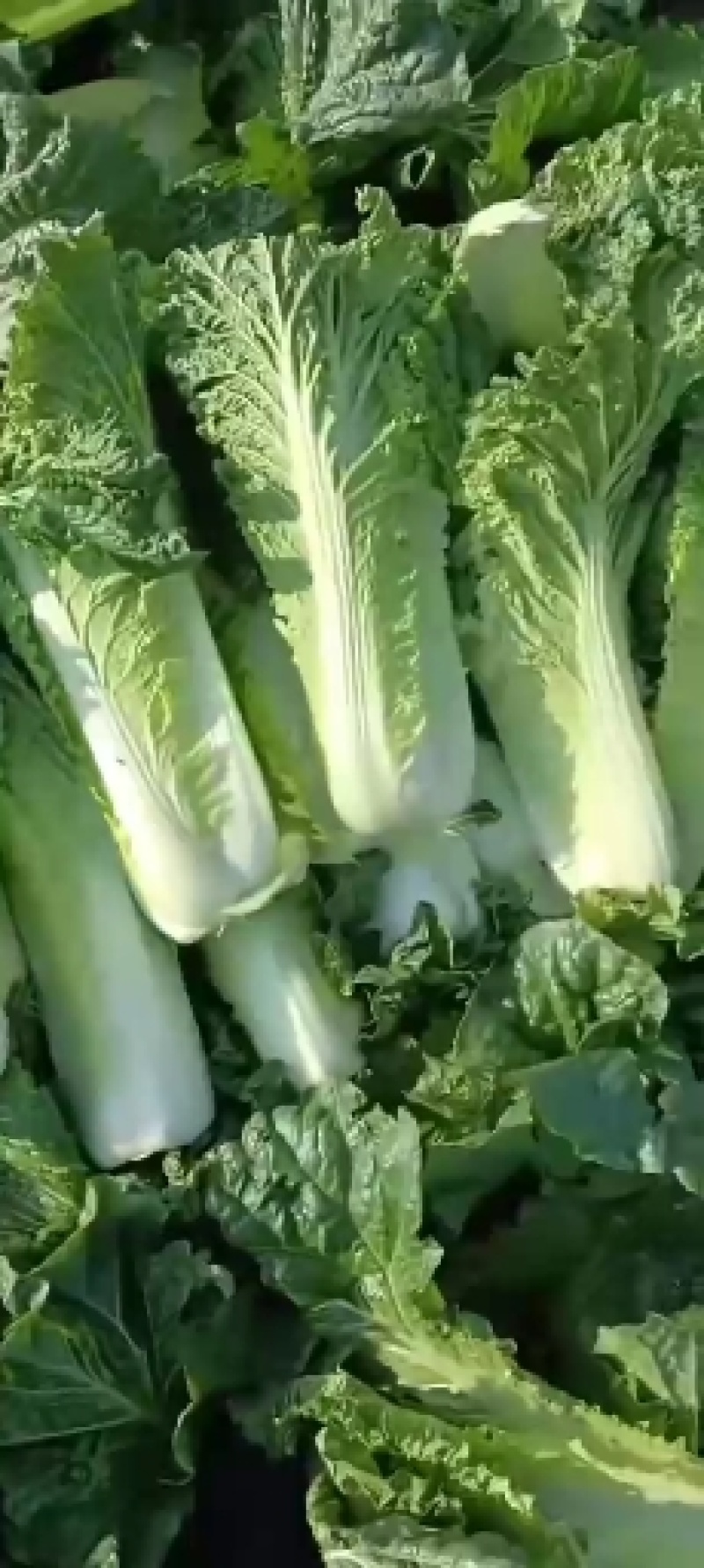 内蒙古乌兰察布秋绿60白菜，货源充足，保质保量